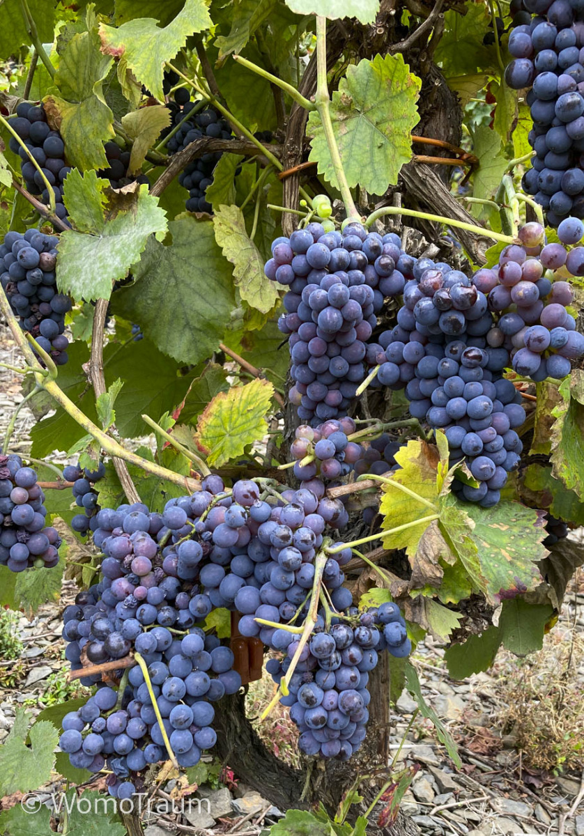 Das Ahrtal ist hauptsächlich Rotweinanbaugebiet.