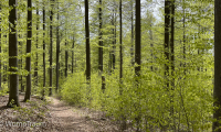 Wunderschönes Maigrün im Buchenwald im Nationalpark Bayerischer Wald