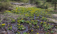 Sumpfdotterblumen blühen im Nationalpark Bayerischer Wald