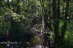 An einem stillen Fließ im Müritz Nationalpark