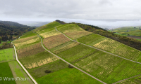 Blick auf den berühmten Weinberg "Scharzhofberg" bei Wiltingen an der Saar