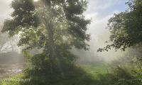 Morgenstimmung mit Nebel an der Saar bei Kastel-Staadt
