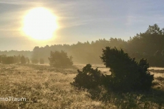 Morgenstimmung in der Lüneburger Heide