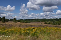 Lüneburger Heide bei Niederhaverbeck