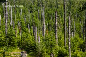 Wunderbar anzusehen sind die tausenden Fichten, die im gesamten Nationalpark Bayerischer Wald neu wachsen