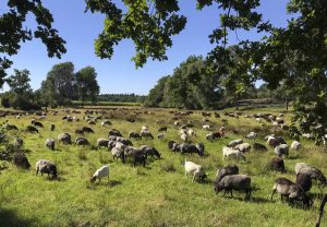 Lüneburger Heide Schafe als Landschaftspfleger, Heidschnucken